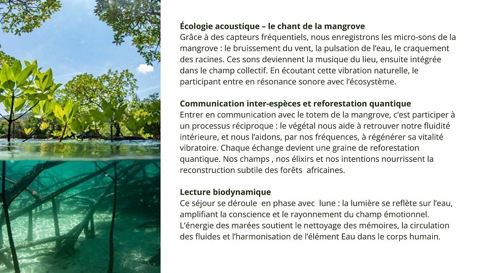 Le chant de la Mangrove, bio accoustique , luminothérapie voyage , lampe hypnagonique
