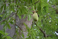 Fruit du baobab