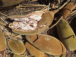 fruit du baobab fendu