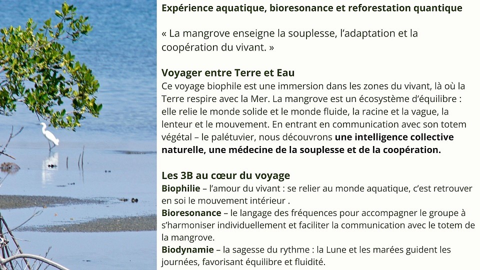 La mangrove enseigne souplesse et coopération