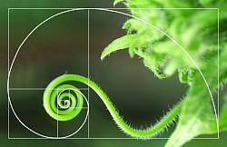 Suite de Fibonacci