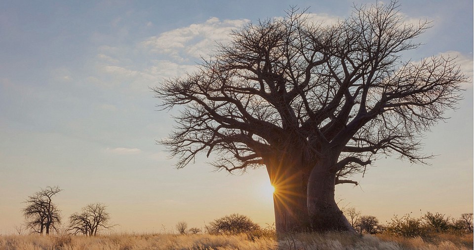 Baobaob-soleil