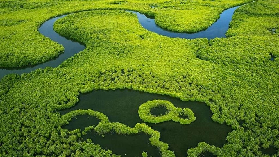 Mangrove Sine Saloum