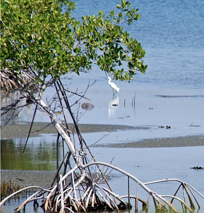 Oiseau et mangrove