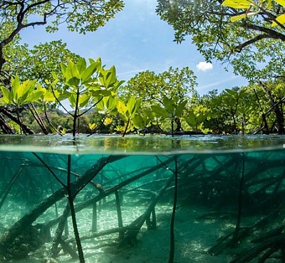 Mangrove subaquatique